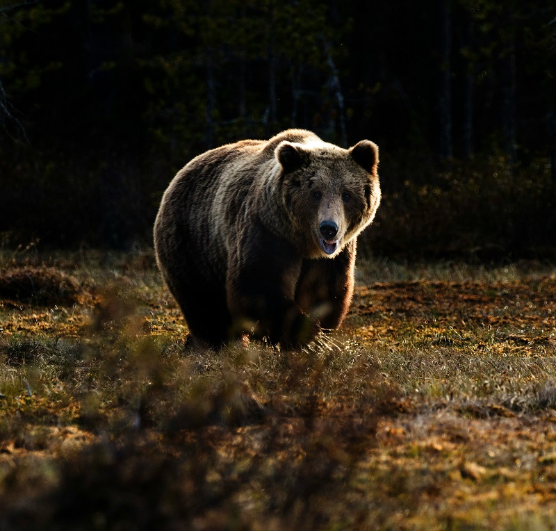 bear walking