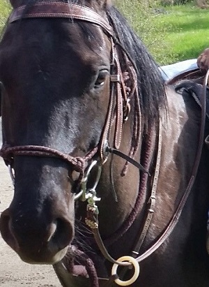 Stolen horse bridal displayed on a horse from Logan Lake