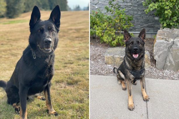 Photo of Police Service Dogs Karma and Natz