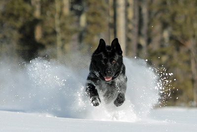 Image of Police Service Dog ‘Baron’ running in the snow