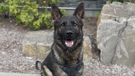 Photo of Police Service Dog Natz