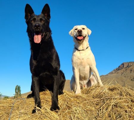 A black dog sits next to a smaller yellow dog. 