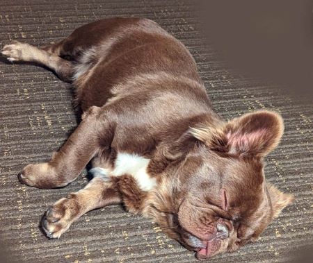 A chocolate and tan, long hair French Bulldog sleeping on a brown carpet. 