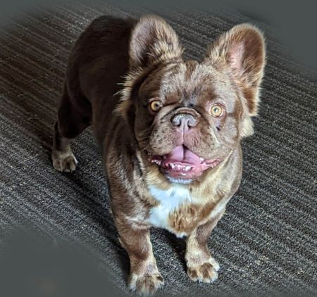 A chocolate and tan, long hair French Bulldog with her ears up and tongue out. 
